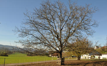 Hochstamm Walnussbaum