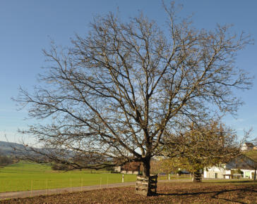 Hochstamm Walnussbaum